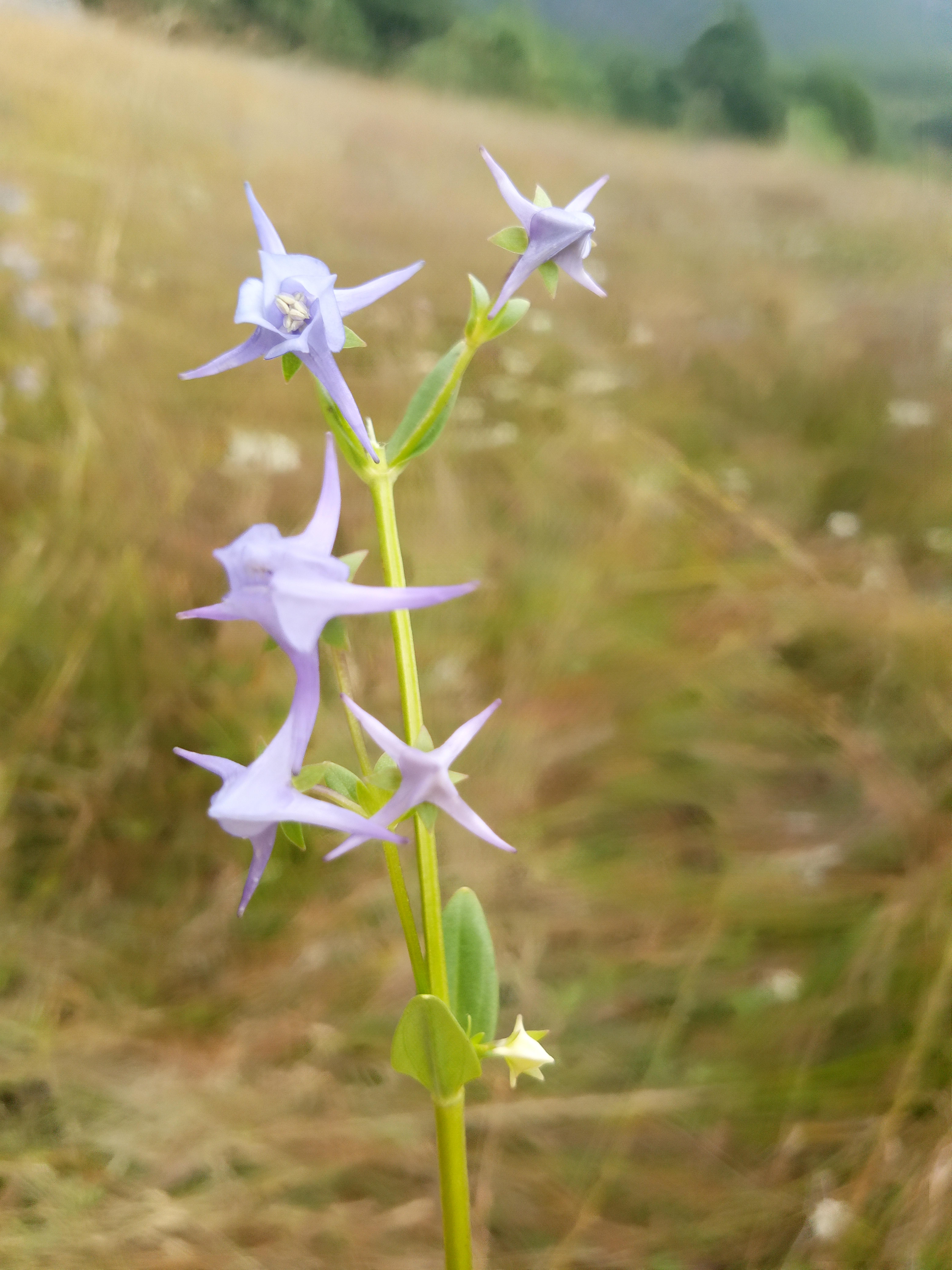 Original genome data sets of Halenia elliptica and Halenia grandiflora