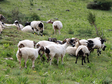 青藏高原典型县域特色畜种调查数据集（2019-2020）