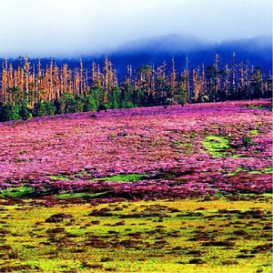 西南高山峡谷种子植物数据库（1977-2018）