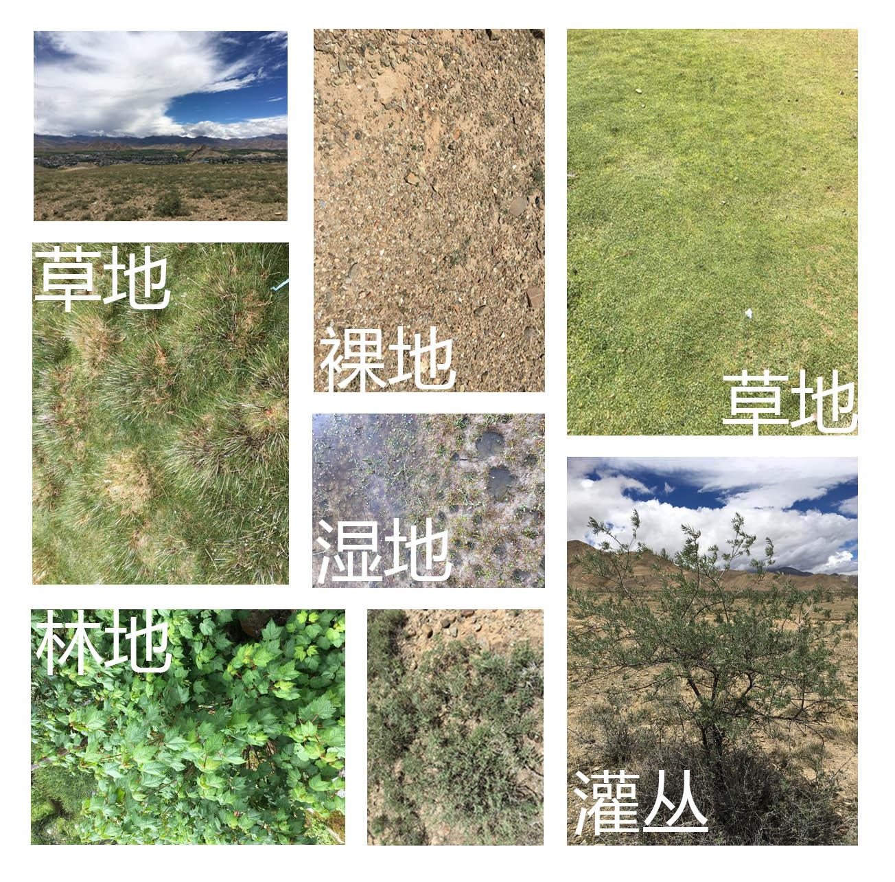 Tibetan Plateau surface spectral data set (2019)