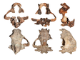 佛罗里达海费里期印度熊和近剑齿虎化石共同埋藏（原始图片数据）