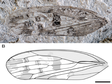 Data of new species of the Luanpingia from the Middle to Late Jurassic of Daohugou