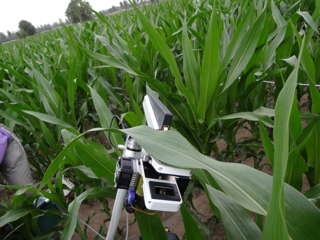 Observation dataset of maize photosynthesis in the irrigating areas of the midstream of the Heihe River Basin (2012)