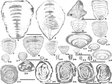 Identifications of Permian fossils from the Mujiucuo section, Xainza County, Tibet