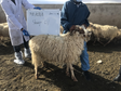 Collection of Tibetan sheep germplasm resources in and around Tibet (2021-2022)