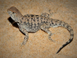 柴达木盆地沙蜥属和麻蜥属物种名录及其分布数据集（2007-2021）