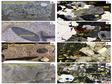 青阳-九华山地区花岗岩和暗色包体的全岩及单矿物地球化学数据