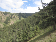 Forest investigation data about Qinghai spruce stand in Pailougou watershed (2011)