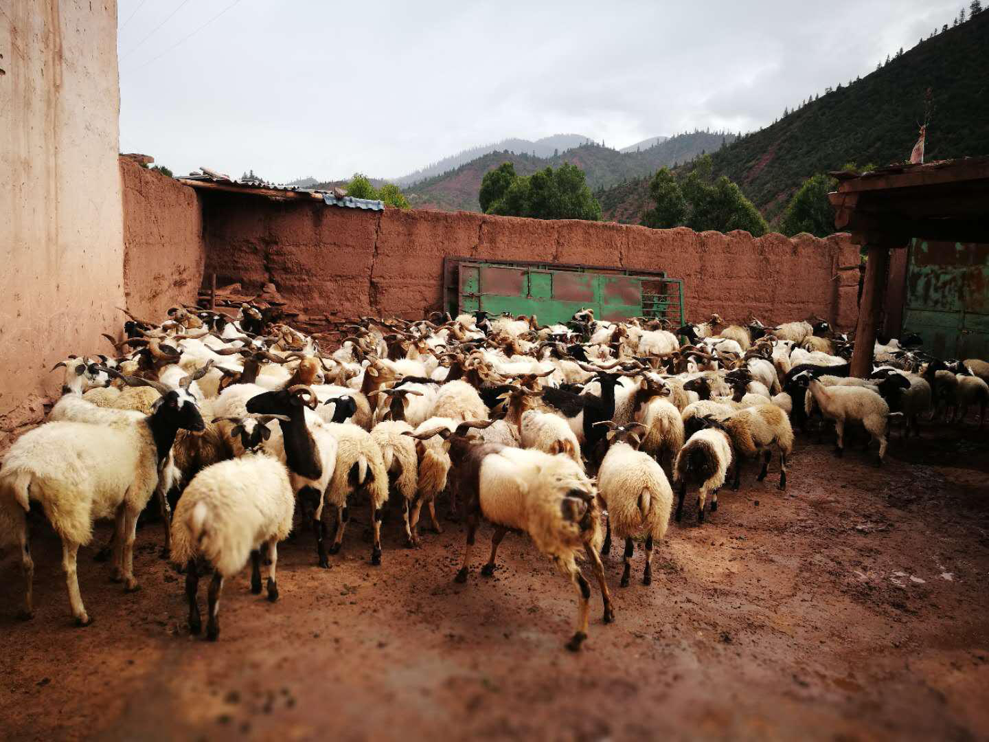 Photos of domestic animals in Qinghai Tibet Plateau (2018-2019)