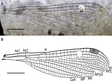 最古老的Megapodagrionidae化石数据来自辽宁早白垩世