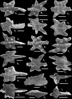 Identification lists of fossils from Nyalam and Xainza, Tibet and Longmenshan, Sichuan