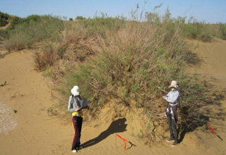 The annual ecological investigation data of desert vegetation with different desert types in the Heihe River Basin (2012)