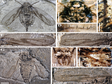Data of new genera and species of sinoalid from the Middle to Late Jurassic of Daohugou