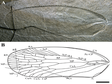 Data of Early Cretaceous hylicellid from western Beijing