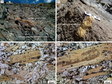 Ar-Ar age and whole-rock geochemical data of lamprophyres in Ramba, Tibet, China