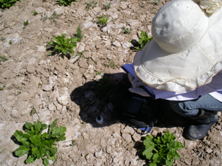 WATER: Dataset of ground truth measurement synchronizing with ALOS PALSAR in the Linze grassland foci experimental area on Jun. 27, 2008