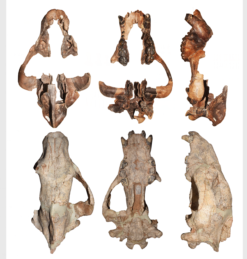 New material of Amphicyon zhanxiangi from laogou, linxia basin suggests a possible southern dispersal with increasing omnivory