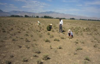 The annual ecological investigation data of desert vegetation with different desert types in Heihe River basin (2011)