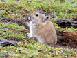 青海不同海拔地区高原鼠兔种质资源数据集（2021）