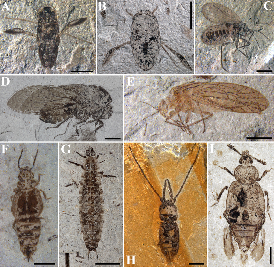 Data of the list of described species in the Middle to Late Jurassic Daohugou biota