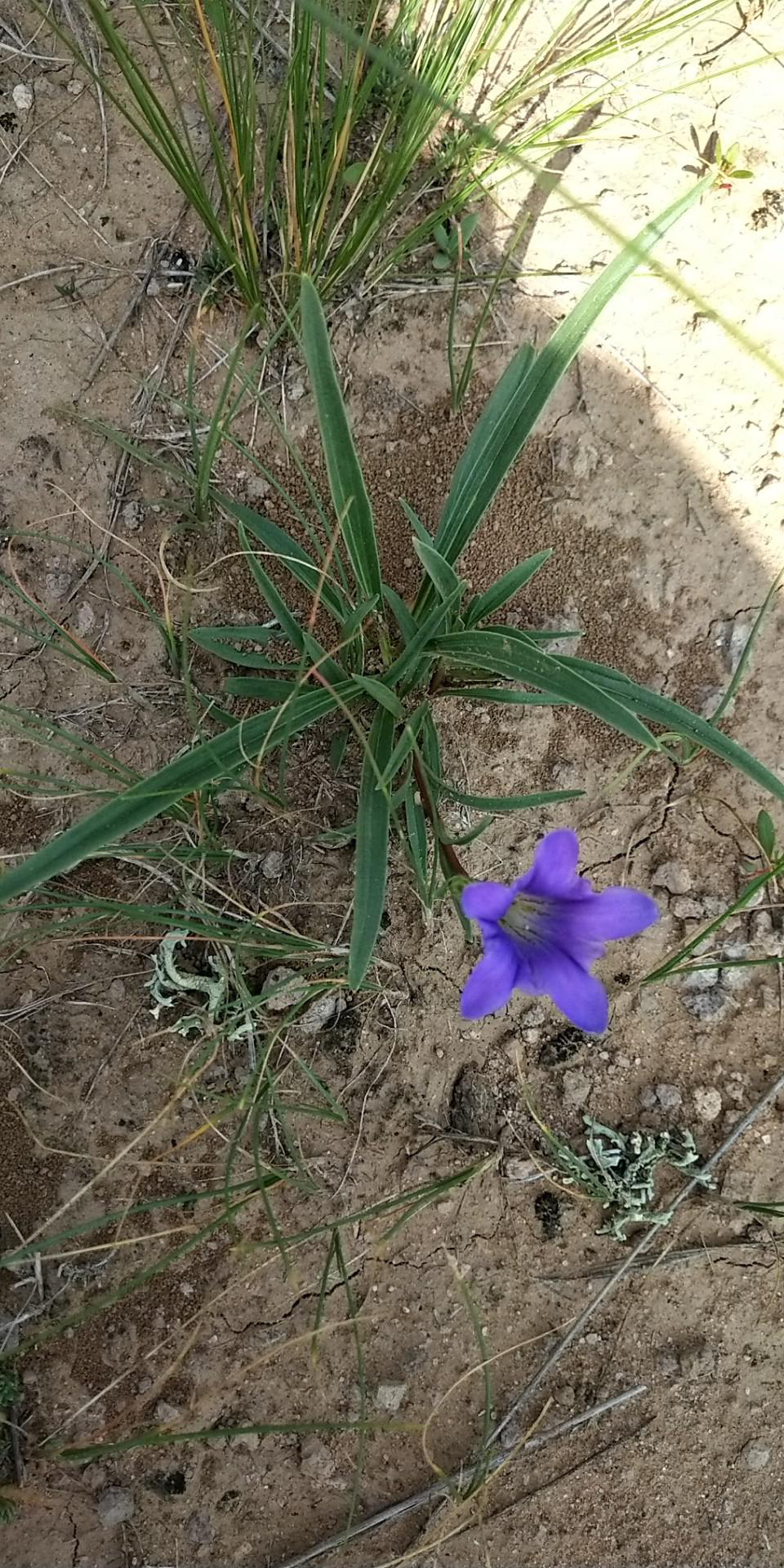 内蒙古三类温性草原不同退化阶段植物土壤特征数据集