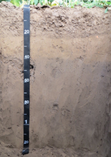 Soil type data set of typical soil sample points in Heihe River Basin (2013-2014)
