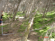 黑河综合遥感联合试验：排露沟流域和大野口流域加密观测区固定样地测树调查数据集（2003）