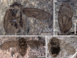 内蒙古道虎沟中晚侏罗世鞘喙蝽化石新物种数据