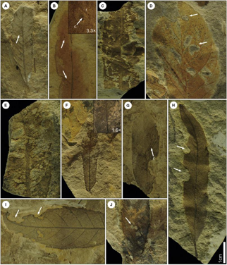 Rcords of herbivore damage patterns on leaves fossil of plant assemblages in southeastern margin of the Qinghai-Tibetan Plateau (2020)