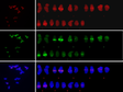 黑河流域典型荒漠植物沙冬青染色体的核型分析、基因组DNA纯化及基因组大小预测（2013）