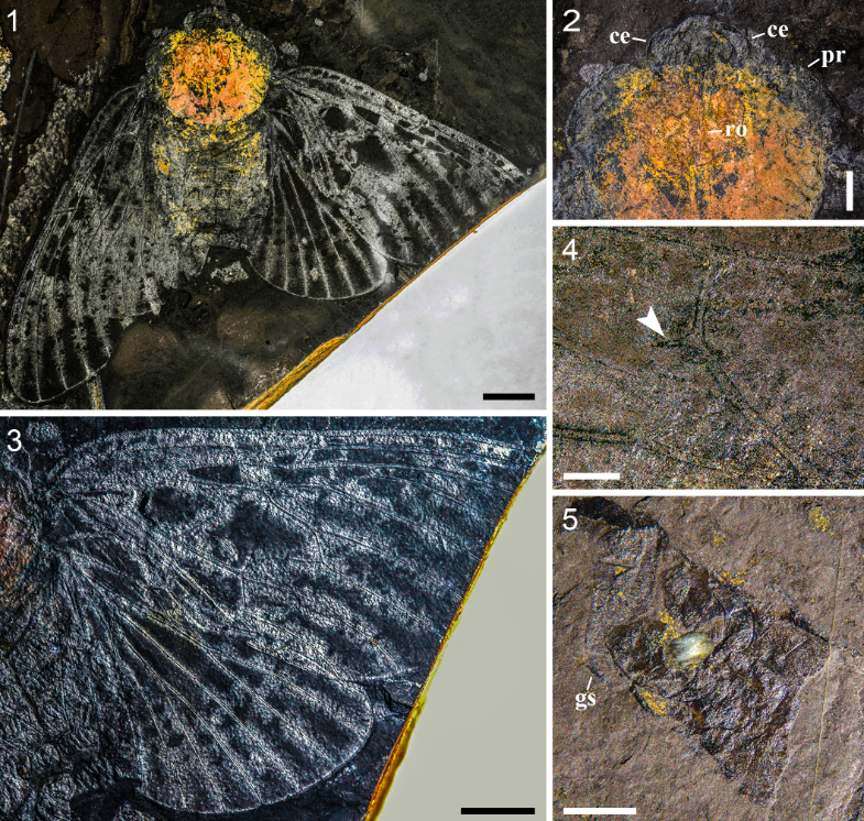 Fossil palaeontinid data from the Upper Jurassic Tiaojishan Formation of western Liaoning Province