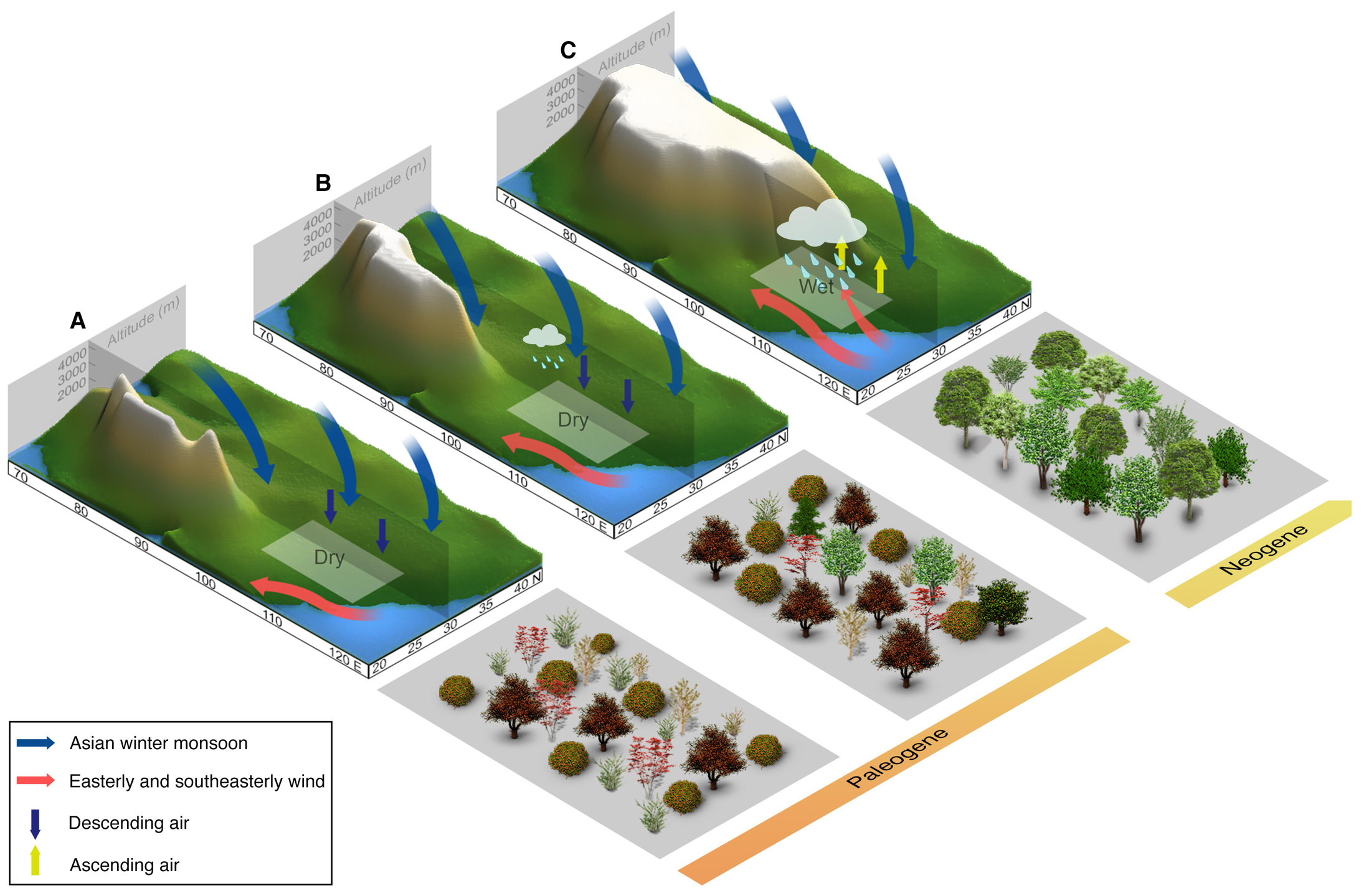 Orographic evolution of northern Tibet shaped vegetation and plant diversity in eastern Asia
