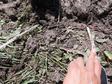 红泥沟典型土壤剖面土壤水DOC值、氨氮值、二氧化硅值以及阴、阳离子值（2012）