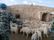 Qinghai Tibetan sheep and Qinghai fine wool sheep tissue sample data set (2021)
