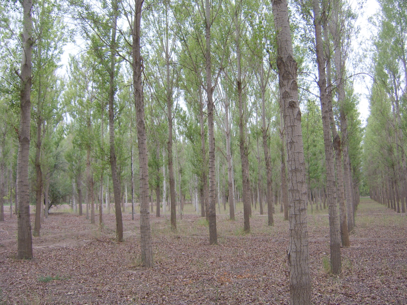 WATER: Dataset of the structure parameter measurements for afforested forest in the Zhangye city foci experimental area (2008)