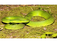 A list of species and their distribution of Chinese pitvipers in Qingzang Plateau and close regions (2019)