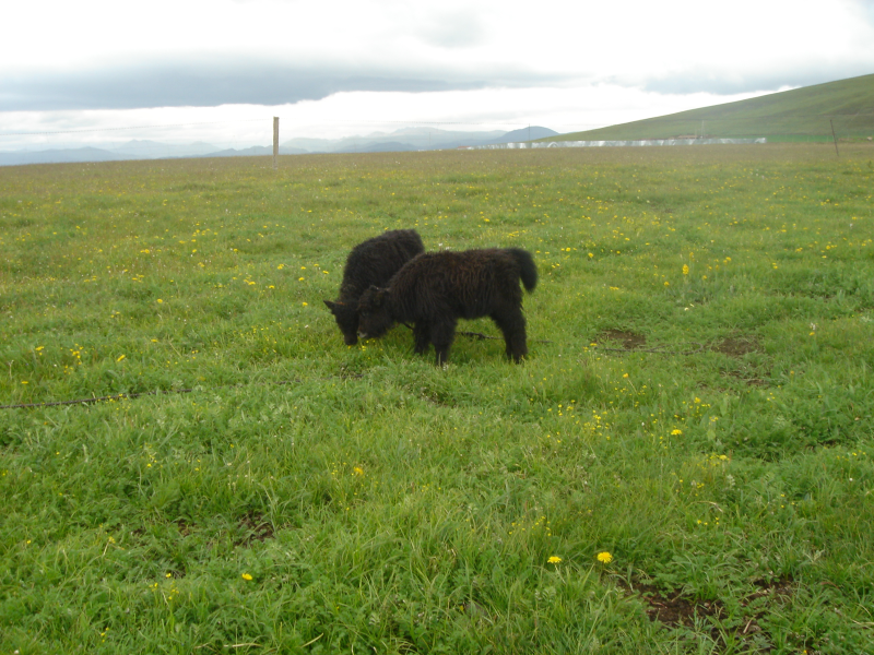 The observation dataset of the Guoluo meadow ecosystem on the Tibetan Plateau (2005-2009)
