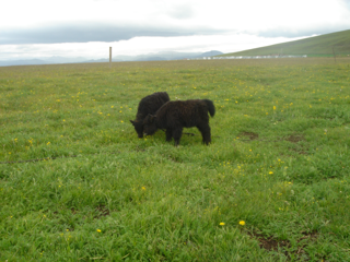 The observation dataset of the Guoluo meadow ecosystem on the Tibetan Plateau (2005-2009)