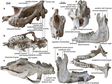 An Oligocene giant rhino provides insights into Paraceratherium evolution