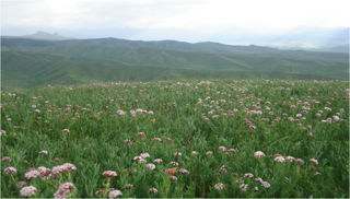 Associative datas of diversity and environmental factors of grassland main plants functional traits in Heihe River Basin (2013)