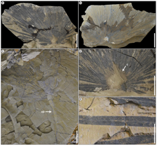Leaf fossils of Sabalites (Arecaceae) from the Oligocene of northern Vietnam and their paleoclimatic implications
