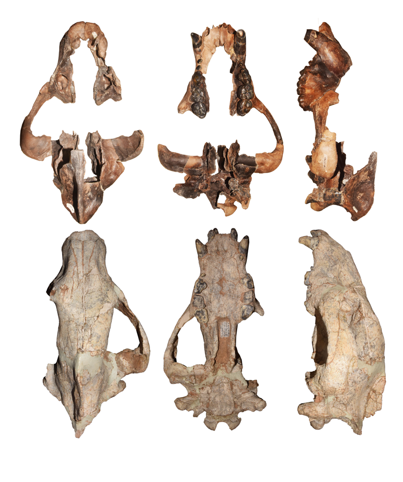 Coexistence of Indarctos and Amphimachairodus (Carnivora) in the Late Early Hemphillian of Florida, North America