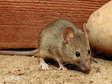 Investigation data set of big mouse and small house mouse in Tibet and Sichuan (2021)