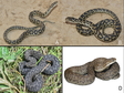 青藏高原发现蝮蛇2个新种：怒江蝮和冰川蝮 论文原始插图数据