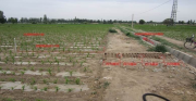 黑河流域大满灌区三次灌水农田及周边土壤剖面含水率数据（2013）