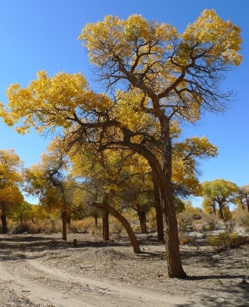 Photosynthesis dataset of populus euphratica in the downstream of Tarim River