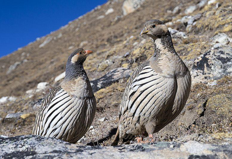 Distribution data of Himalayan Snowcock and Tibetan Snowcock in the Central Qilian Mountains (2020)