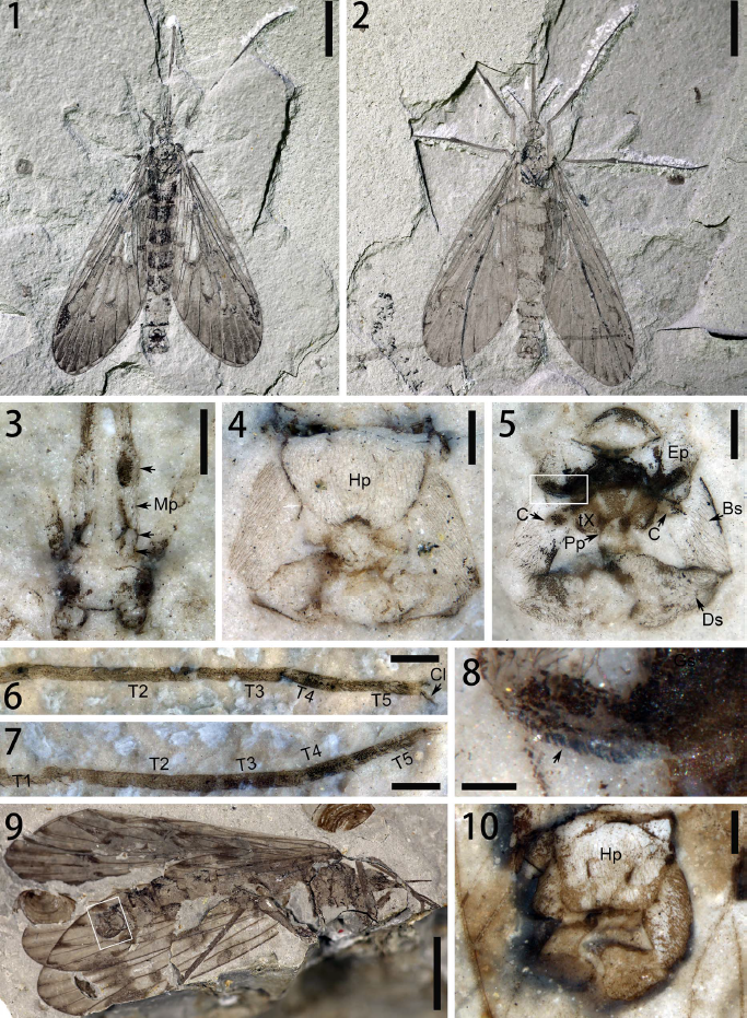 Data of long-proboscid scorpionflies, Lichnomesopsyche from the Middle to Late Jurassic of Daohugou