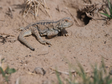 Photo data of Qinghai sand lizard in Gonghe County, Haiyan County and Maduo County of Qinghai Province (2021)