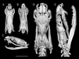 Multiple lines of evidence reveal a new species of Krait (Squamata, Elapidae, Bungarus)